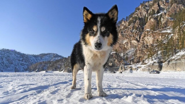 Собаки сутки согревали на морозе своего хозяина, у которого во время охоты случился инсульт