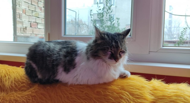 Котодракула