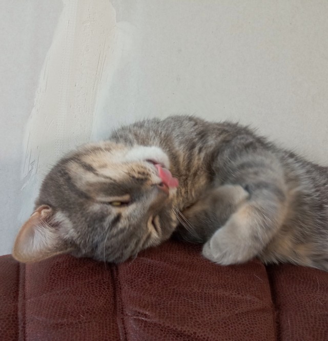 Котаро
