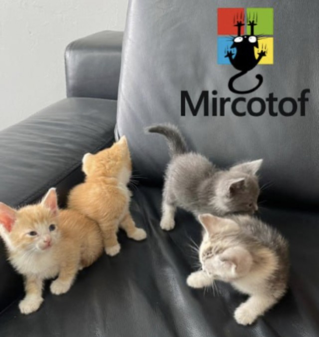 Я опять кота нашёл