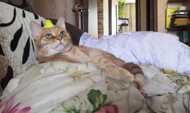 Я опять кота нашёл