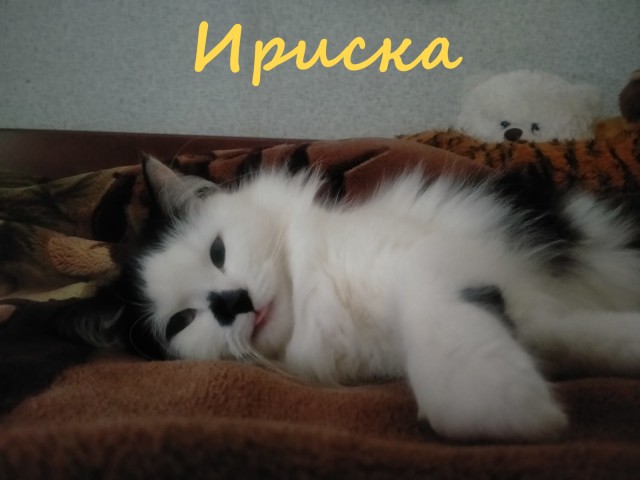 Жизнь домашнего приюта "Котоленд" 396