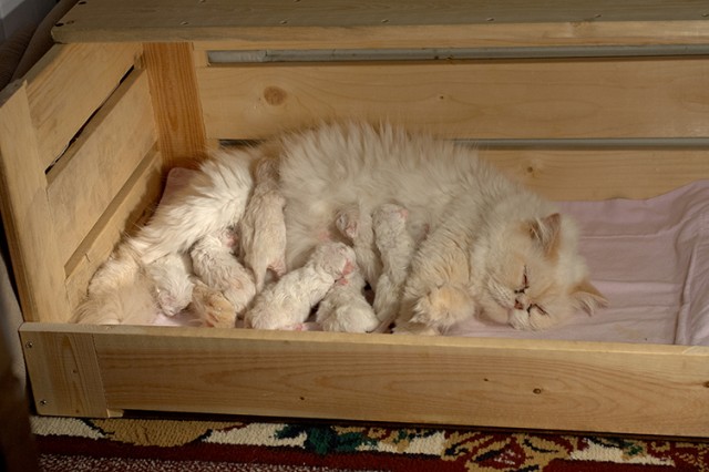Котоснежность