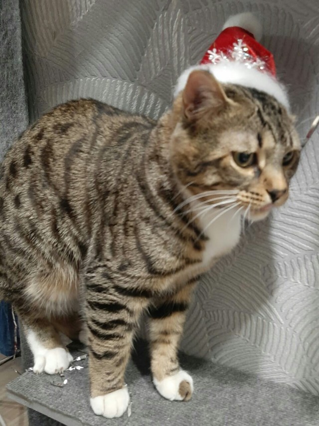 Первый Котовторник 2024