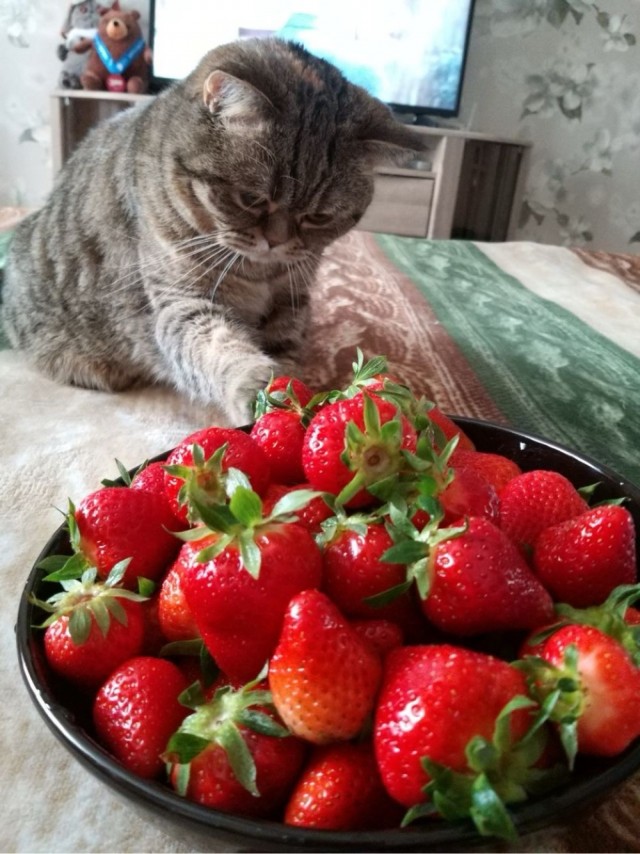 Котовторник в картинках