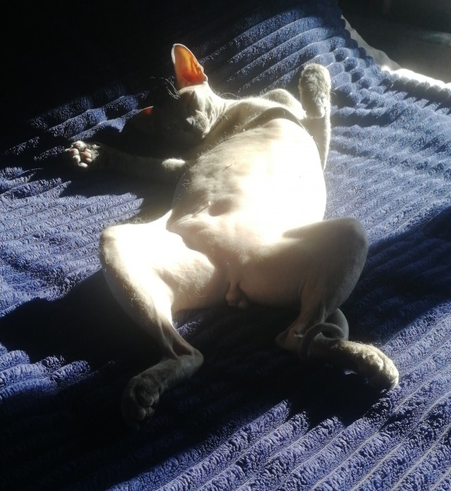 С Котовторником!