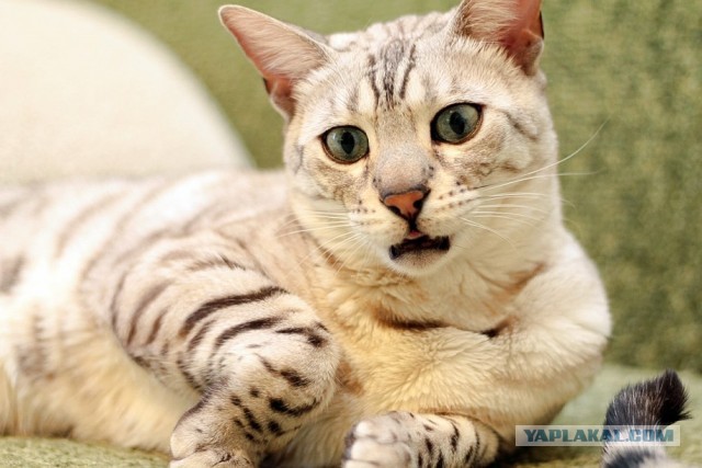 О бенгальских котах на наглядном примере