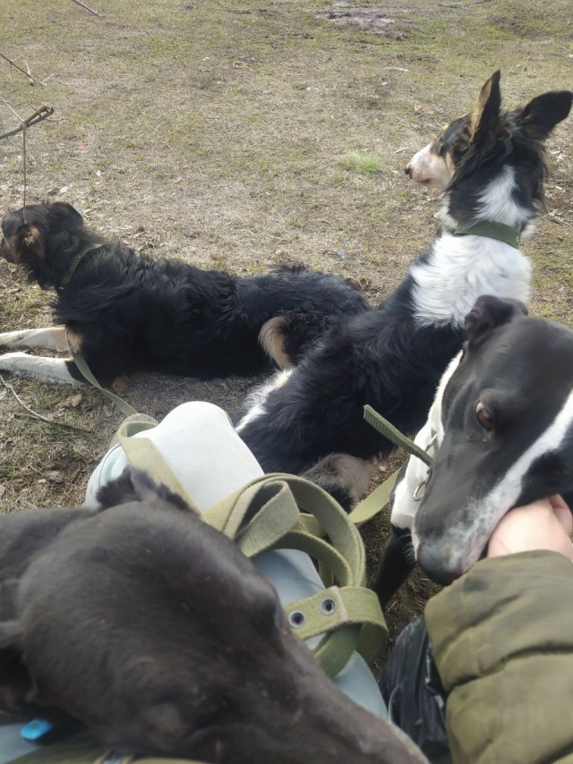 Веселая ферма: невеселая история. Бродячие собаки