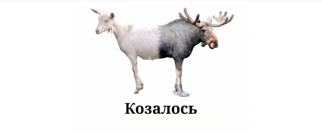 В ростовском поселке куча мигрантов на лошадях устроила среднеазиатскую национальную игру, сутью которой является забить в ворота мертвого козла