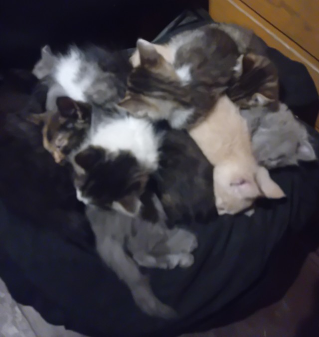 Отдам котят