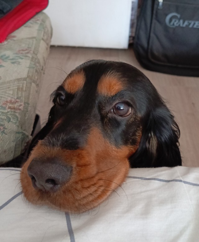 Собакочетверг!