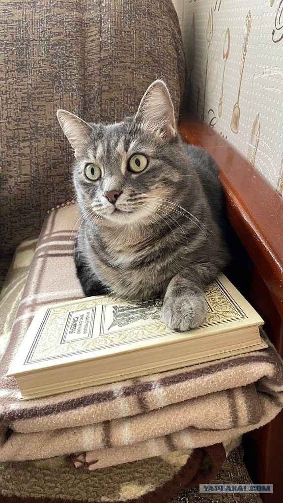 К котовторнику