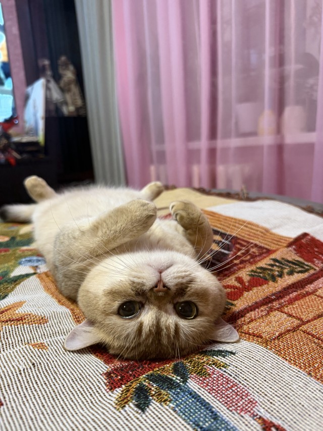 Кошковторник