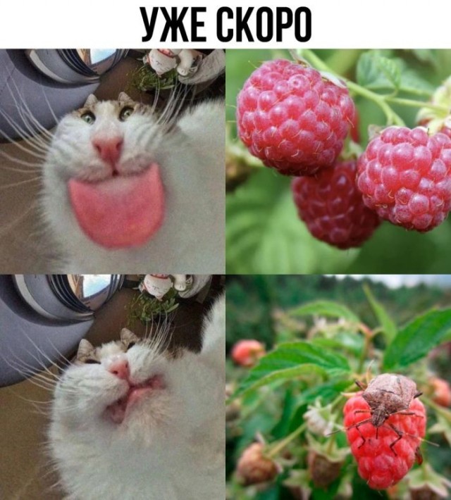 Веселые картинки в понедельник (08.06)