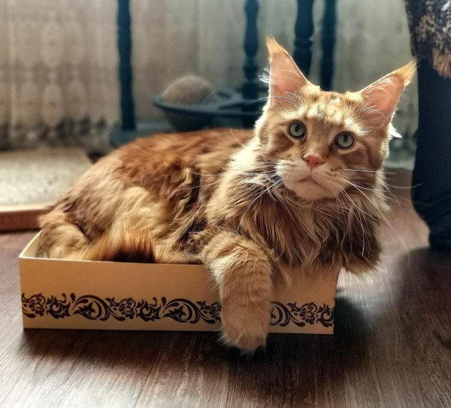 Привет, котовторник!