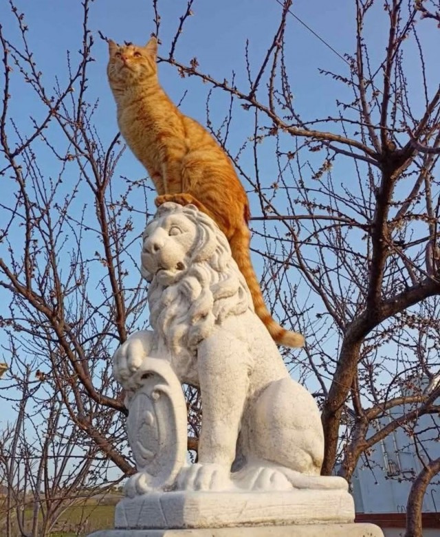 Возлюби кота ближнего своего
