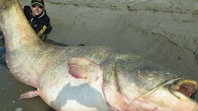 Рыбак рыбака видит издалека