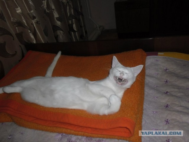 Котовторник 8.10.2013