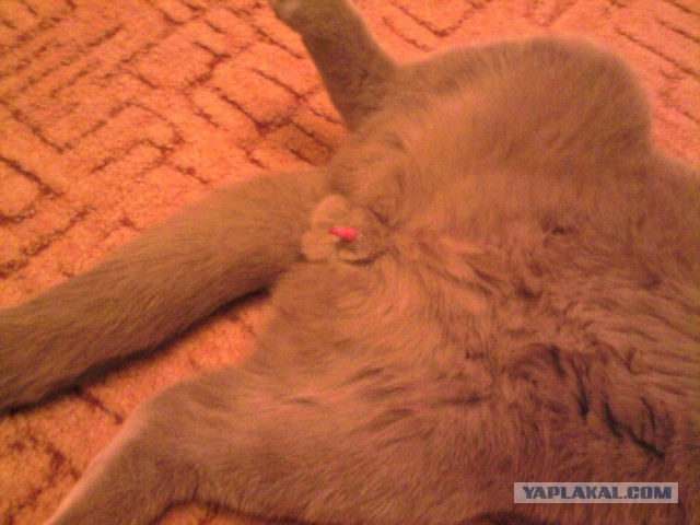 -Яйца отпусти дура!