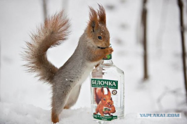 А когда отпустит?