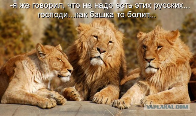 Весёлые картинки. Разбавим будни