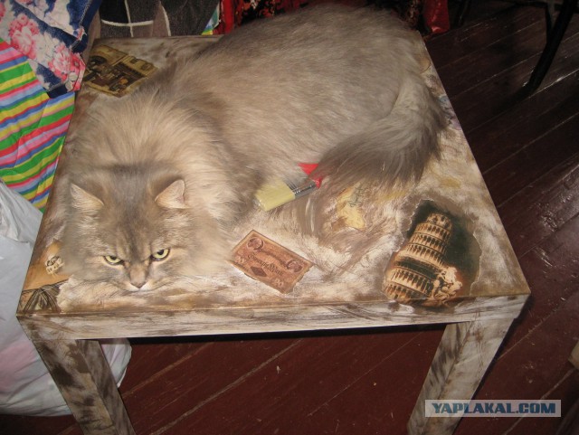 Котовторник 2.12.14