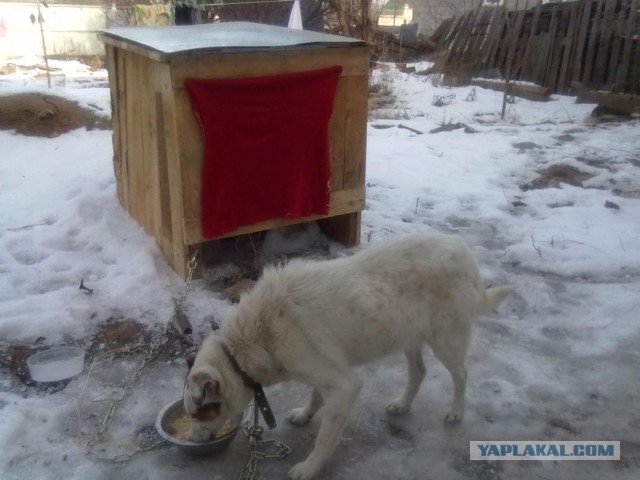 Мы в ответе за тех,кого приручили.