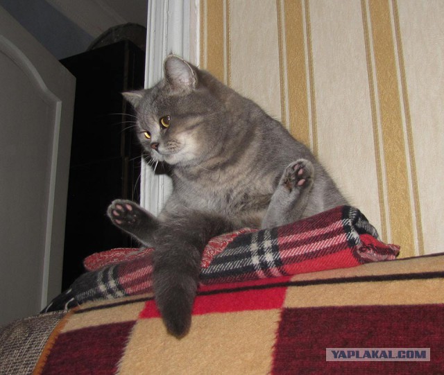 Коты умоляют дать поесть