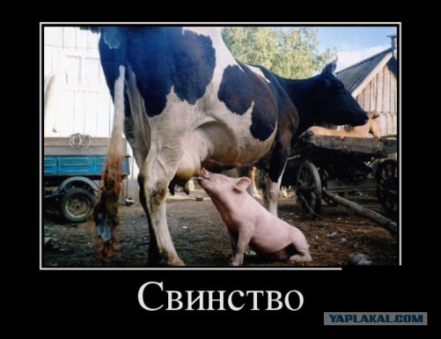 Подборка демотиваторов