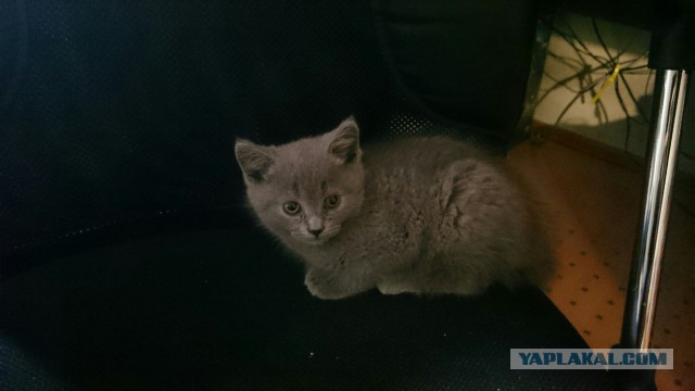 Котовторник 20.10.2015