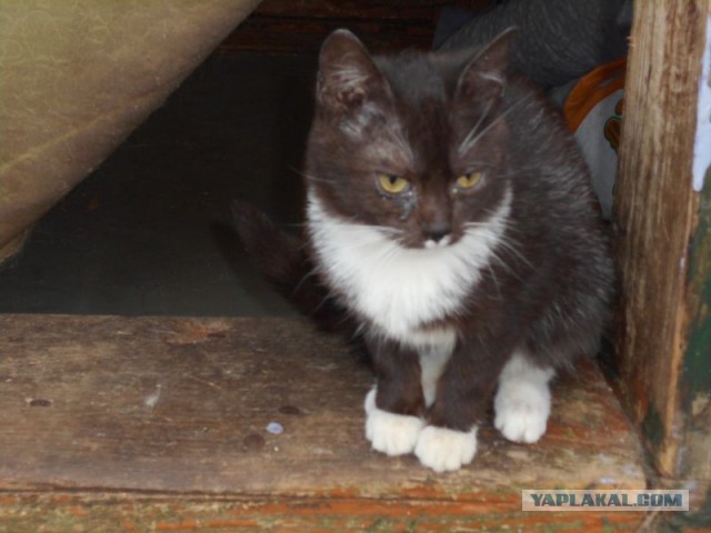 Жизнь домашнего приюта для котеек 101