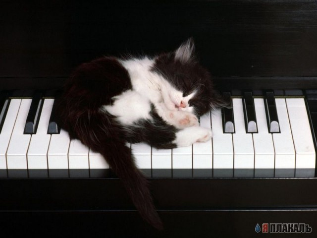 Коты, кошки, котята