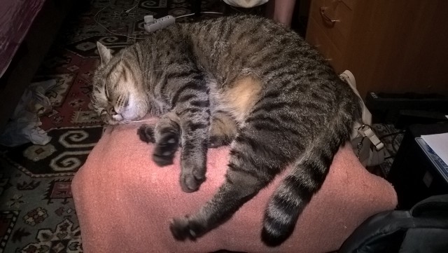 Котовторник 26.07 2016