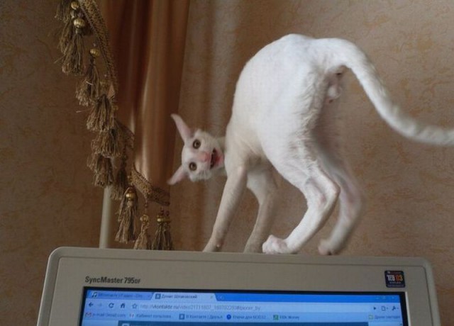 Упоротые коты.