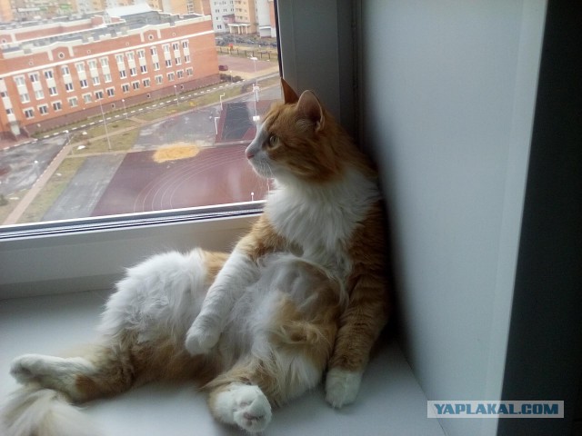 Котовторник 03.01.2017, первый в 2017!