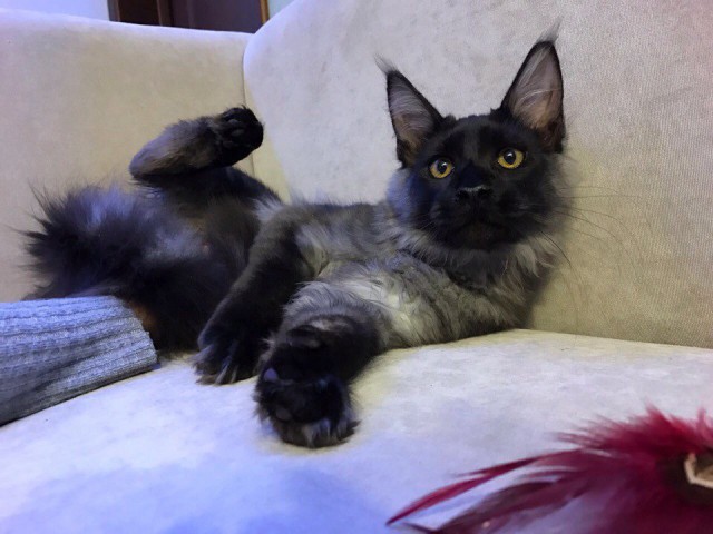 Коты из сети