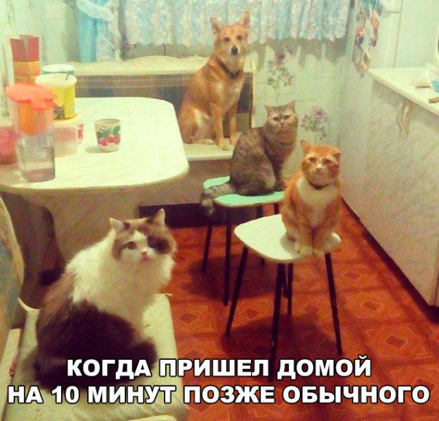 Подборка безудержного веселья
