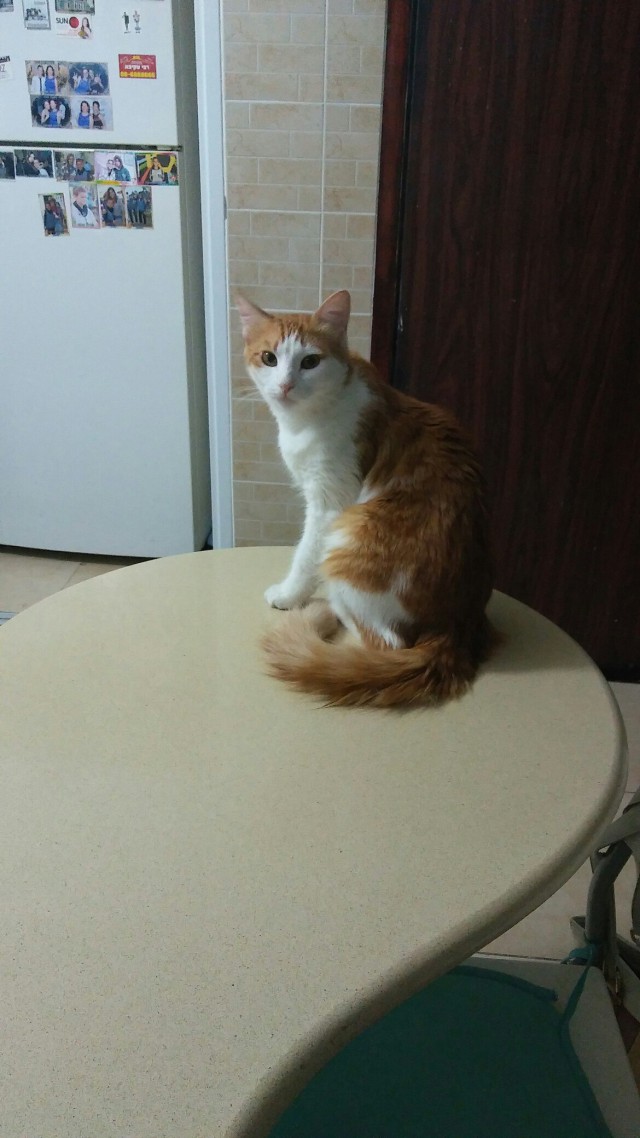 Коты и Кошки