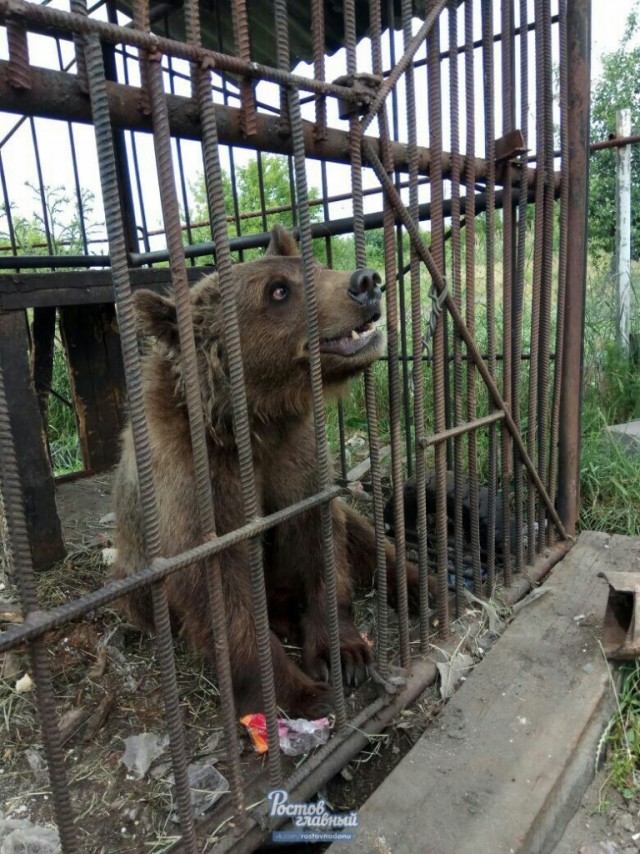 В заброшенном новошахтинском зоопарке умирает от голода десяток животных