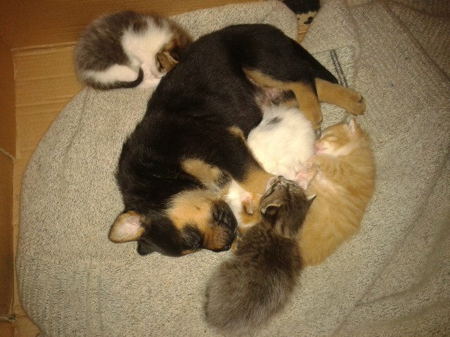 Коты и Кошки