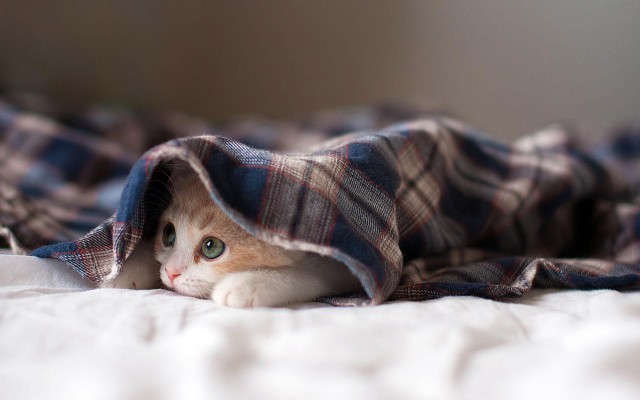 Прикольных котов пост