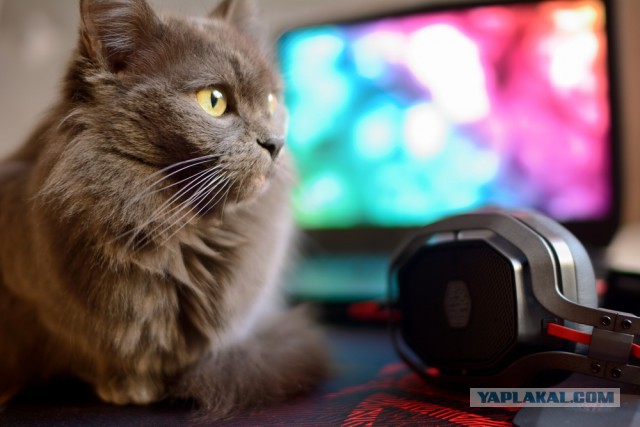 Котовторник 05.06.2018