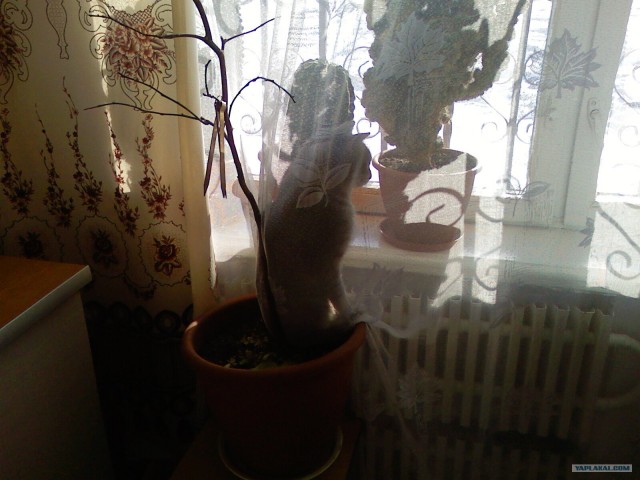 Котовторник (06.01)