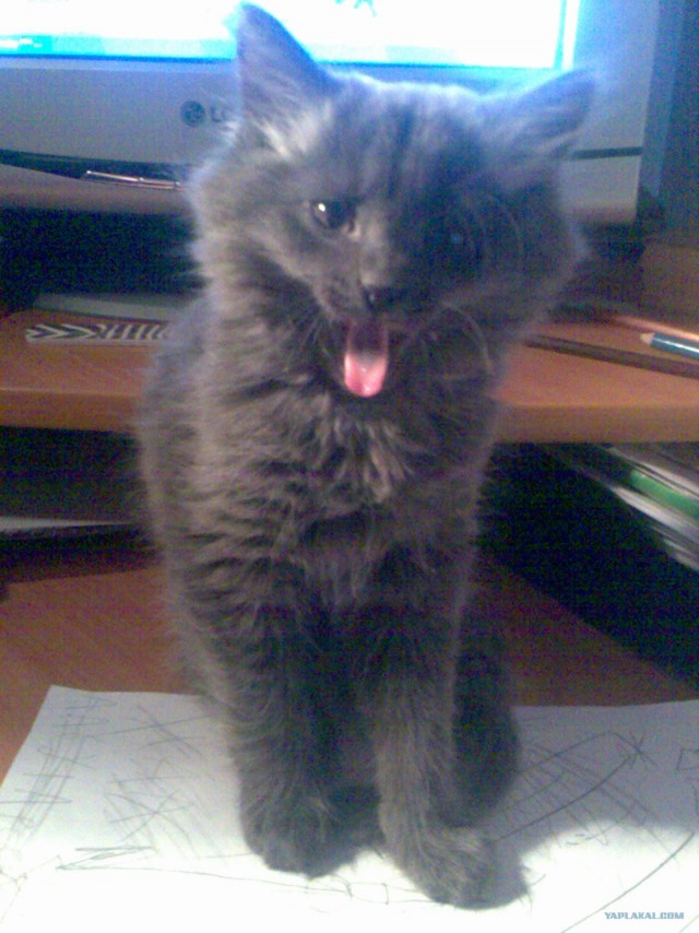 Кошачий язык