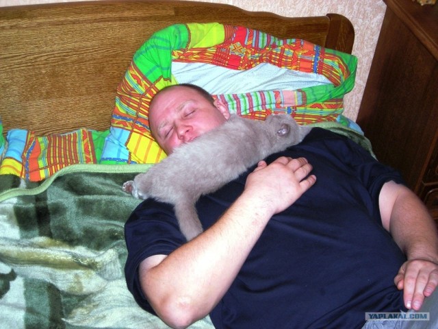 Котовторник - С праздником, котоводы!