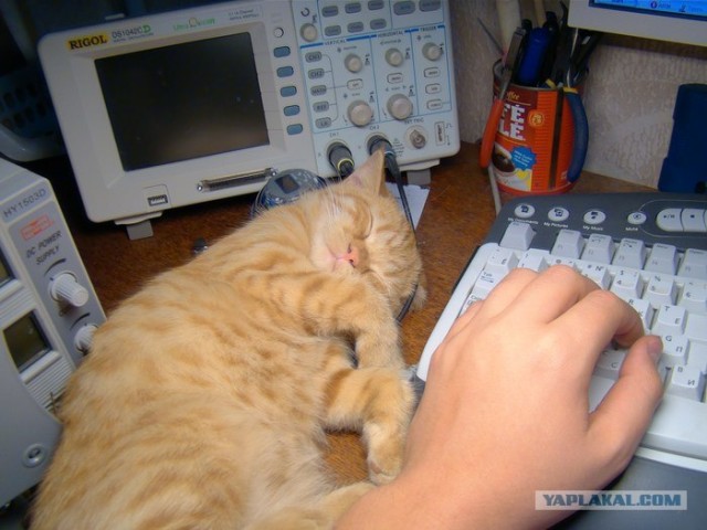 It's Catursday Fever! (Котовторник)