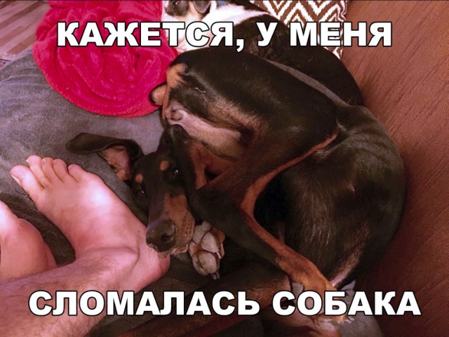 Милые животные. Мимиметр сломался