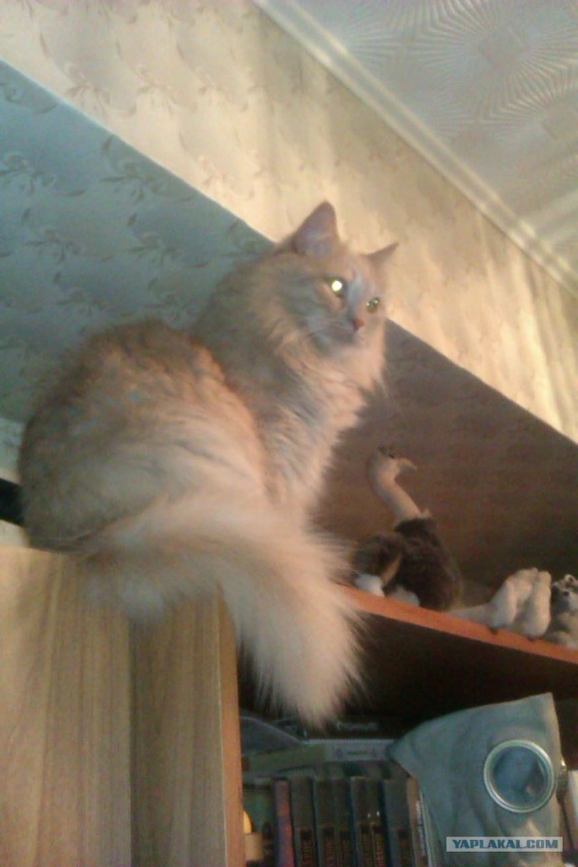 Котовторник (31.01.2012)