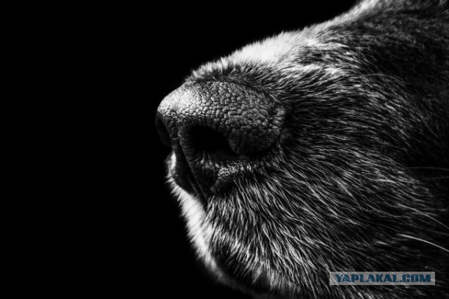 "Она же не кусается" В Кургане собака истерзала хозяйку.