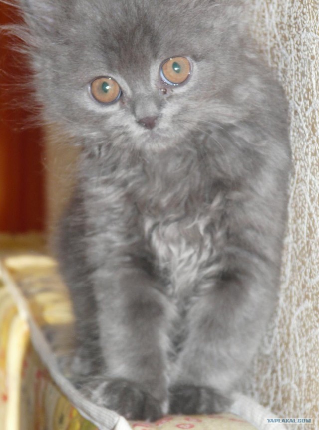Котовторник! 13.03.2012